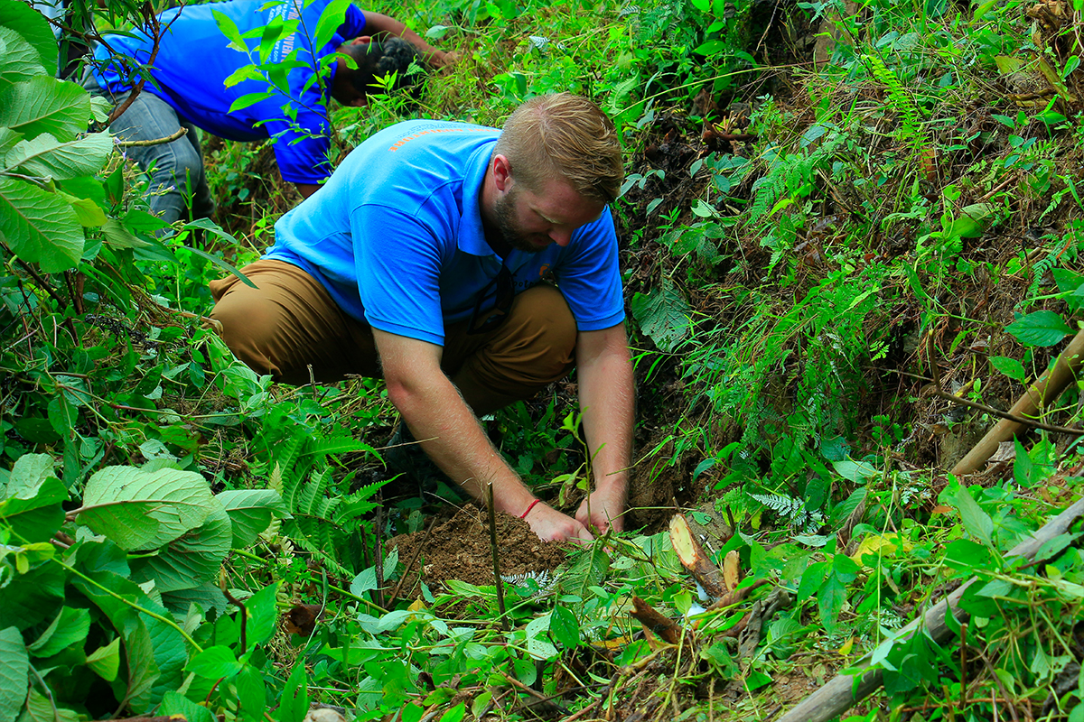 Tree Plantation 